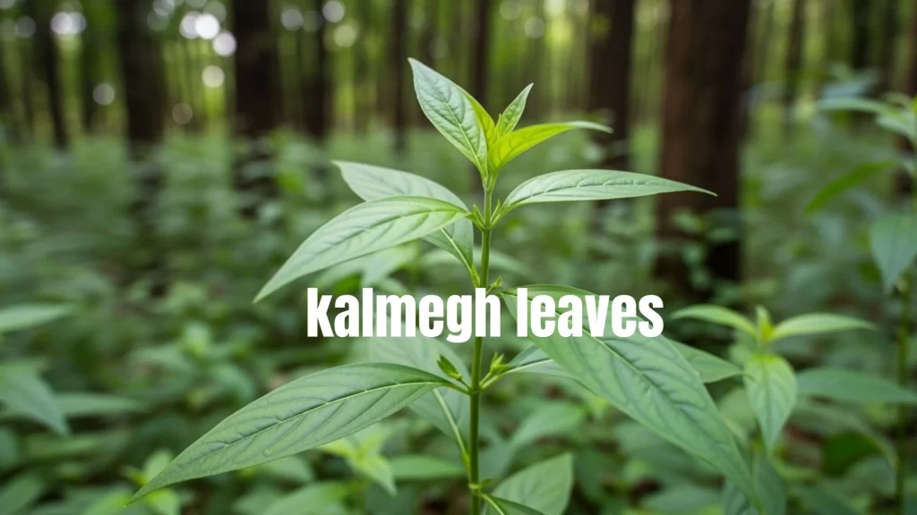 Infographic displaying the supporting liver health, managing fever and infections, aiding digestion, reducing inflammation, and providing antioxidants—illustrated with icons and a central leafy branch for visual emphasis on natural wellness.